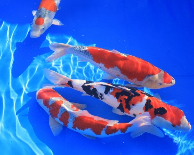 mo-thay-ca-koi